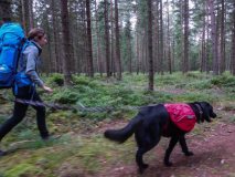 baerentrailhund-50517054a63da5ba3e28a8c84de682cde5e6b286