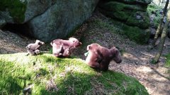 familie-baer-am-baerentrail-af5ad9f5139e755abce1cb144ee26c9171a1f954