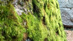 frischesfruehlingsmoos-baf32fed0bf924a27c4800dbeaa4cb4930c3c82f