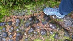 knoepfe_lohnbachfall_20170417_cart-waldsoft-ae1594c13828579aa5f860cd285448a5d84775c7