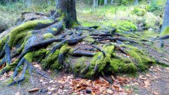 lohnbachfall_20170417_cart-waldsoft-da72bc60130ba487cb9173e4c6bf5dd2f86fd33a