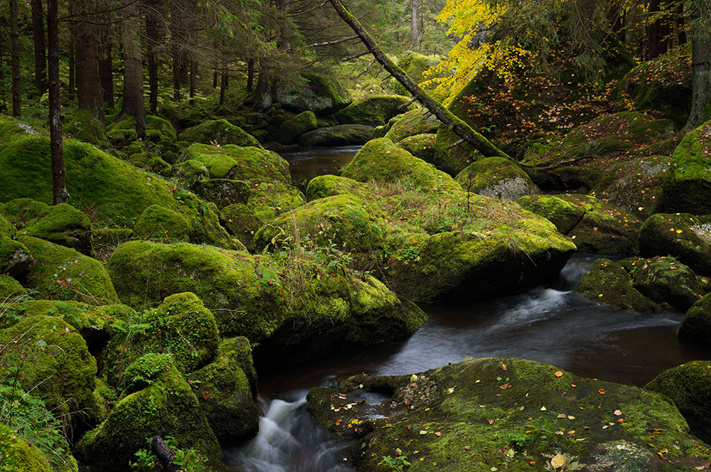 "Kleine Schütt" bei Rappottenstein im Herbst. (c) Matthias Schickhofer