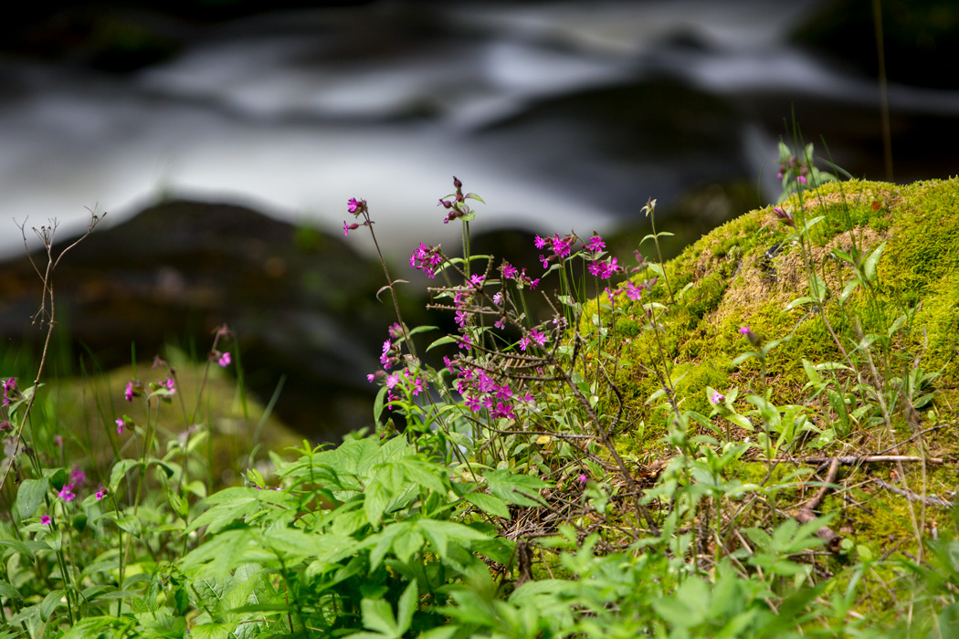 Blumen im Höllfall (c) Martin Lugmayr waldsoft.at
