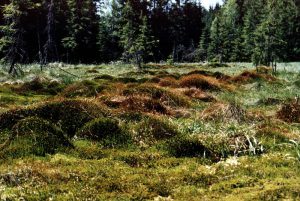 Blick übers Moor, Elfi Grünstäudl