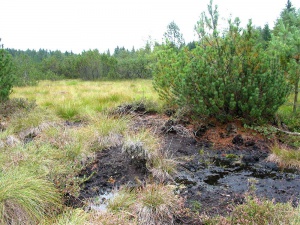 Offene Torfflächen im Moor