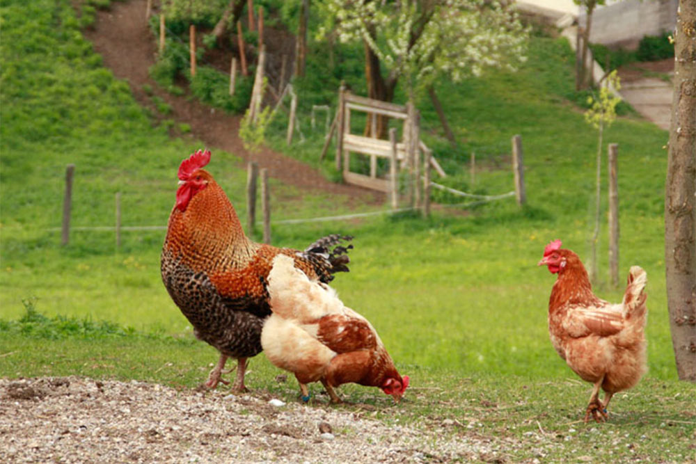 Hühner, Biohof Besenbäck