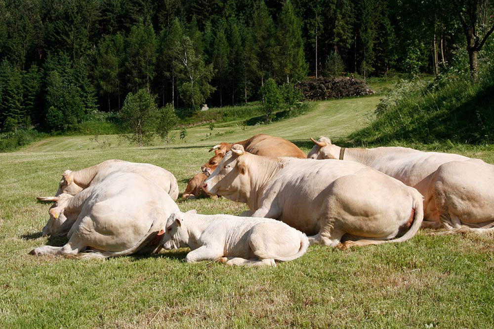 Kühe am Biohof Besenbäck