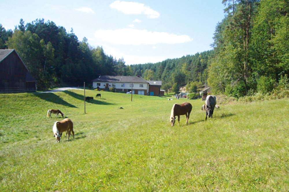 Pferdehof Kurzmann Pirkenreith