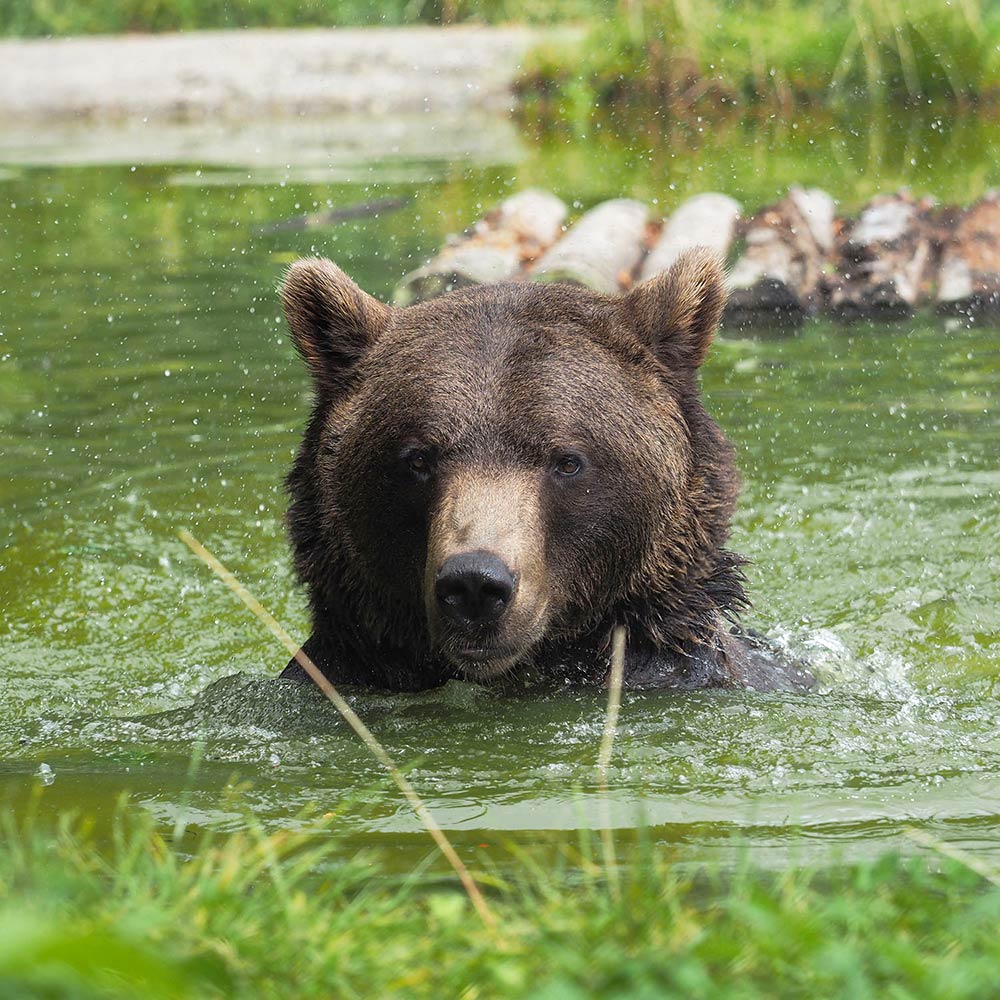 BÄRENWALD Erich im Wasser(C)VIER-PFOTEN_Mairhofer