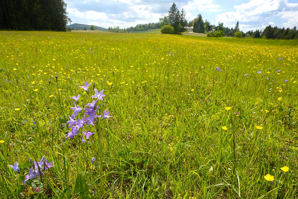 Kulturlandschaft_Antenfeinhoefe-KleinWetzles_BT_Schickhofer_1