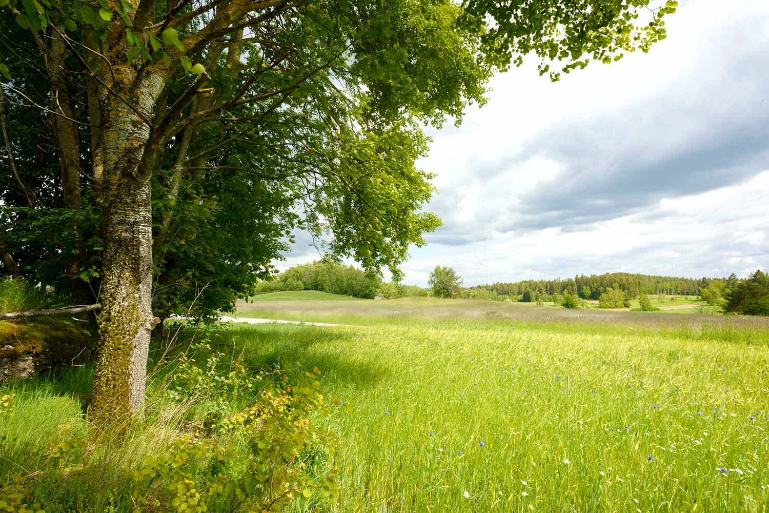 Kulturlandschaft bei Klein Wetzles, Gem. Groß Gerungs (c)Matthias Schickhofer