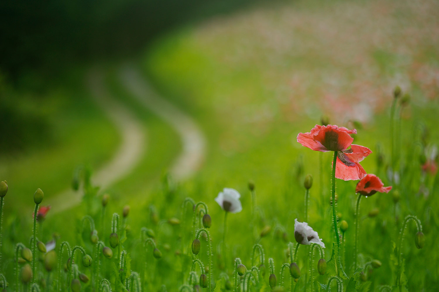 Mohnfeld_Weg_BärenwaldArbesbach_(c)MatthiasSchickhofer