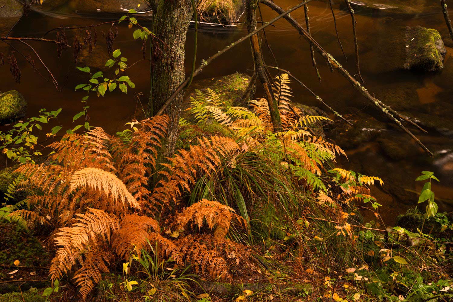 Wildes Waldviertel (c)Matthias Schickhofer