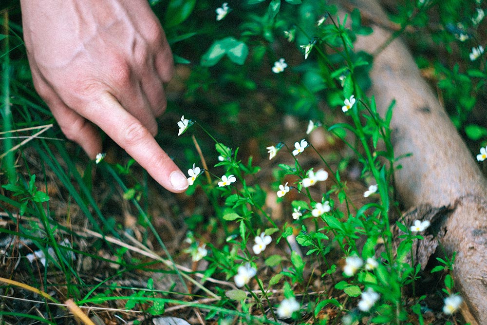 GrünKraft Gerda Holzmann, Wildkräuterwanderungen Frühling