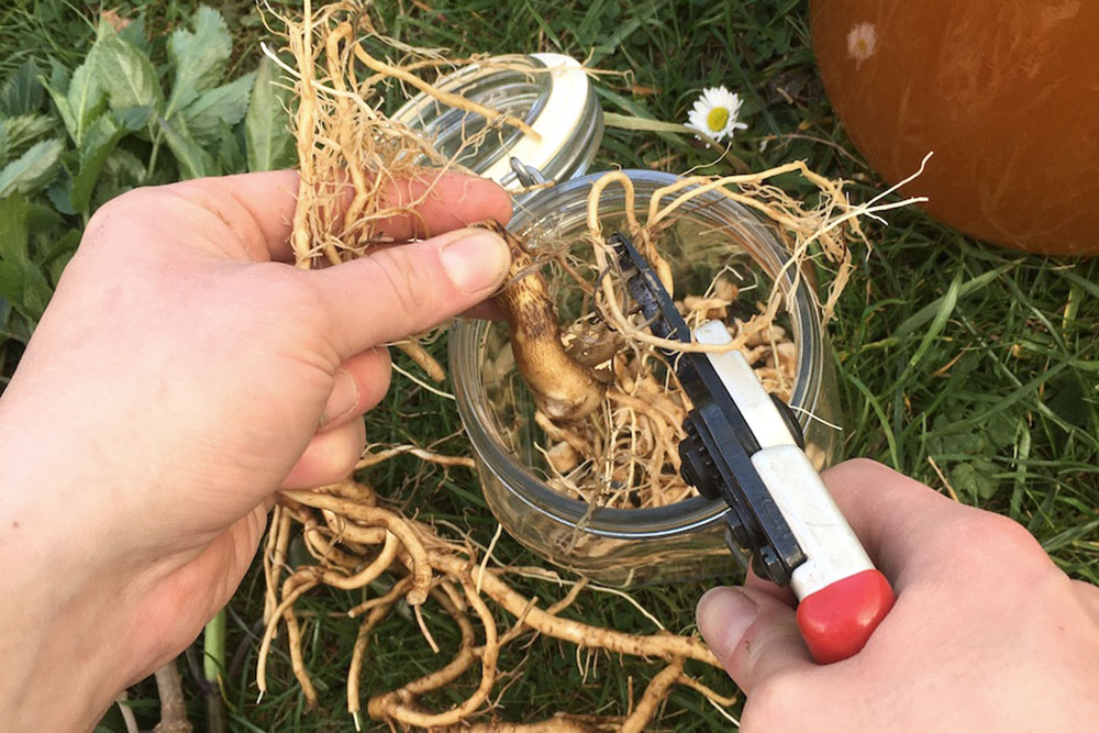 Grünkraft Gerda Holzmann, Holunderwurzel für Sauerhonig schneiden
