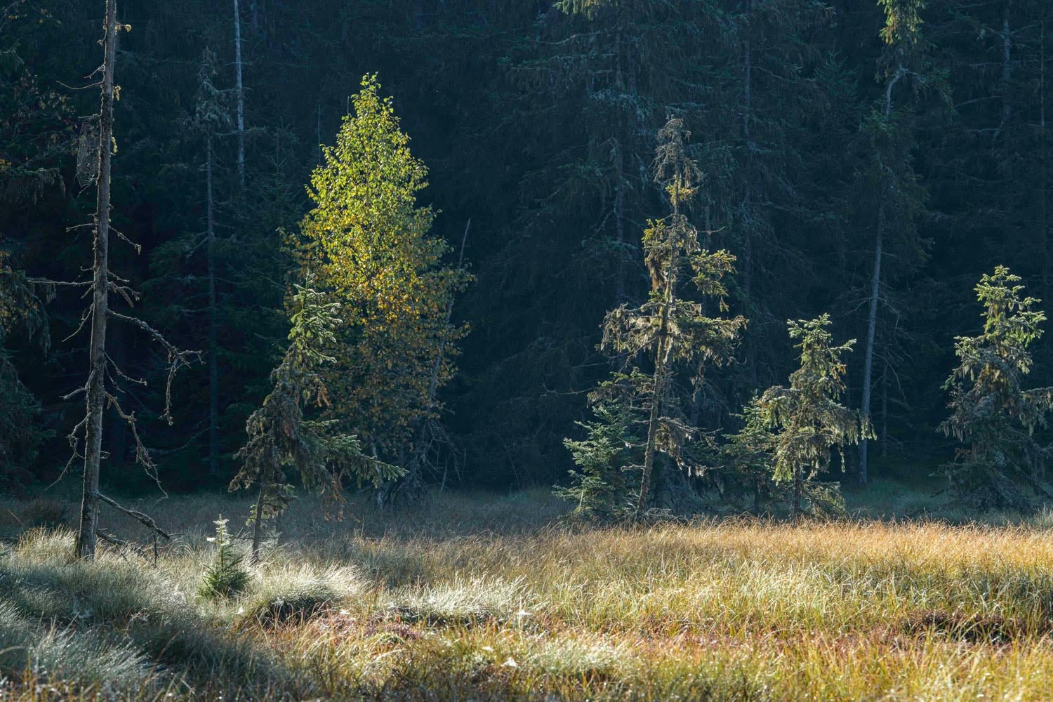 Bärentrail FotoWalk mit Matthias Schickhofer am 3.10.2026 (c)Matthias Schickhofer Bärentrail FotoWalk mit Matthias Schickhofer am 3.10.2026 (c)Matthias Schickhofer